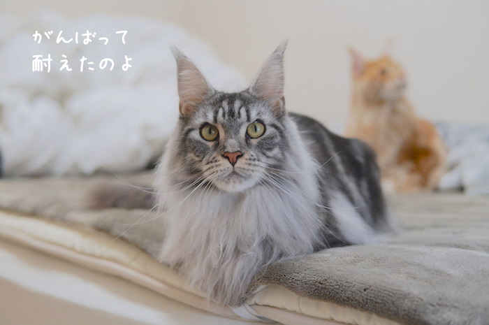 f:id:chikojirou:20181209141354j:plain