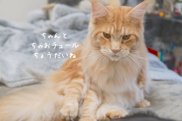 f:id:chikojirou:20181209141413j:plain