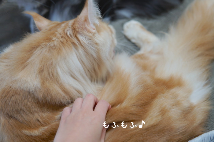 f:id:chikojirou:20181209141428j:plain