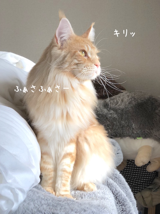 f:id:chikojirou:20181211212821j:plain