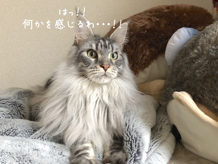 f:id:chikojirou:20181211212901j:plain