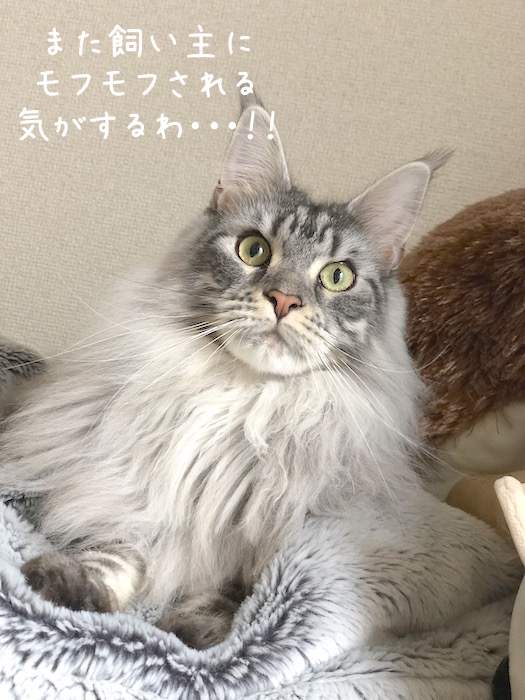 f:id:chikojirou:20181211212912j:plain