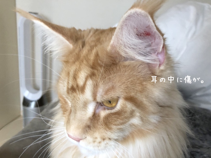 f:id:chikojirou:20181211212933j:plain