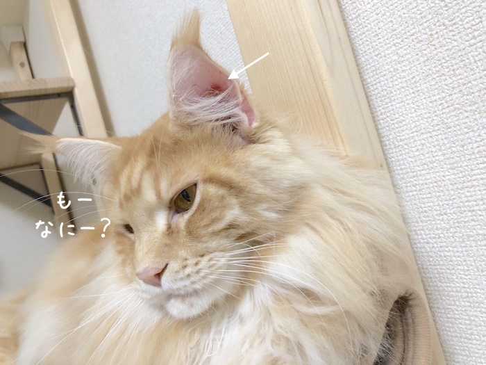 f:id:chikojirou:20181211212944j:plain