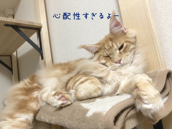 f:id:chikojirou:20181211212956j:plain