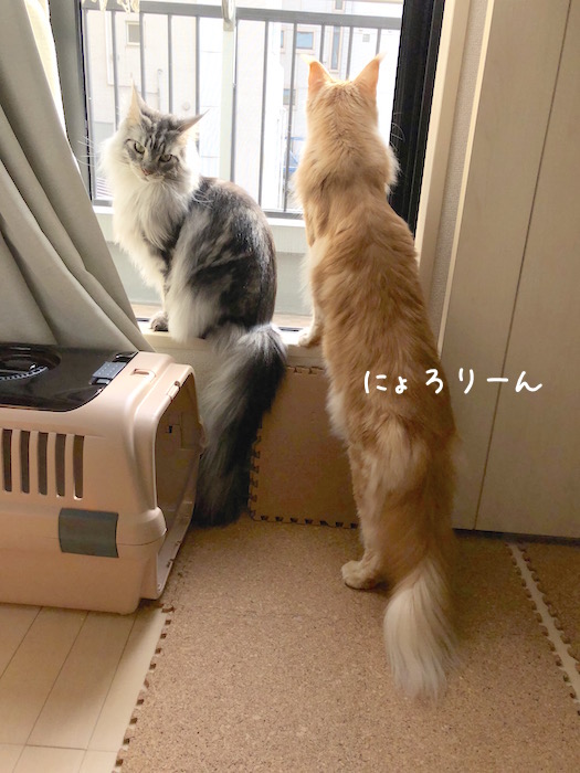 f:id:chikojirou:20181211213009j:plain