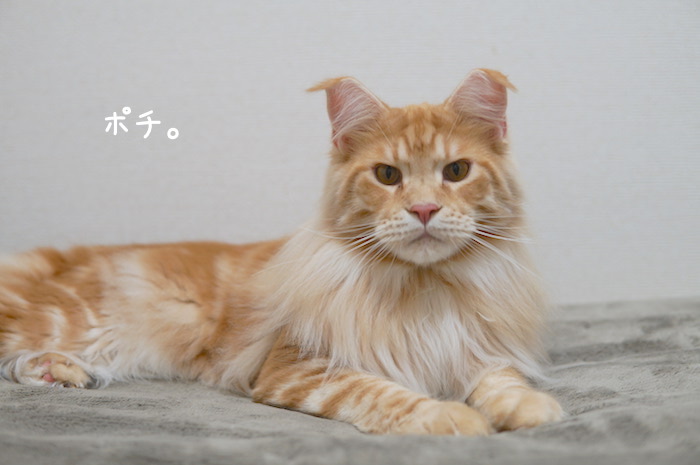 f:id:chikojirou:20181226214501j:plain
