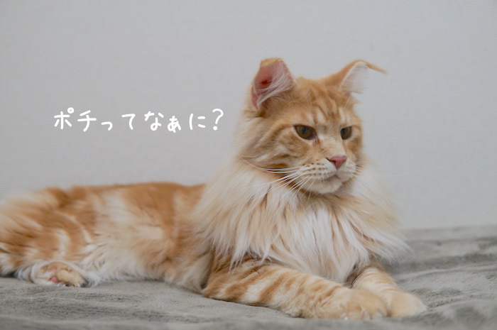 f:id:chikojirou:20181226214514j:plain