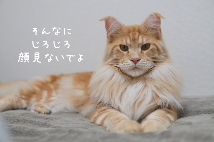 f:id:chikojirou:20181226214524j:plain