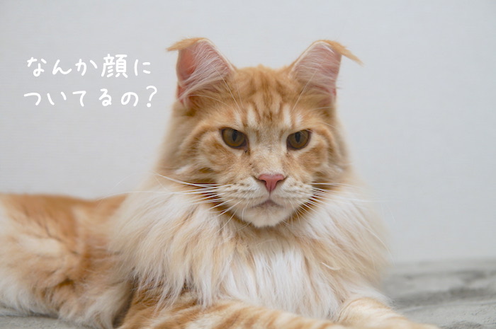 f:id:chikojirou:20181226214537j:plain