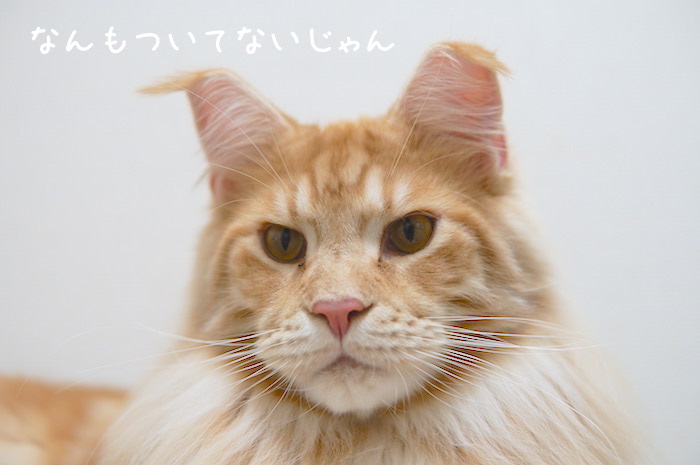 f:id:chikojirou:20181226214557j:plain
