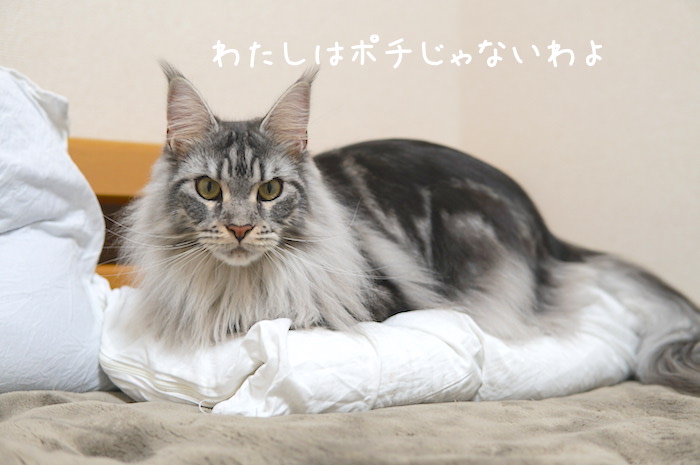 f:id:chikojirou:20181226214612j:plain