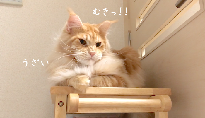 f:id:chikojirou:20181226214640p:plain