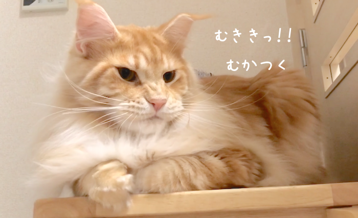 f:id:chikojirou:20181226214711p:plain
