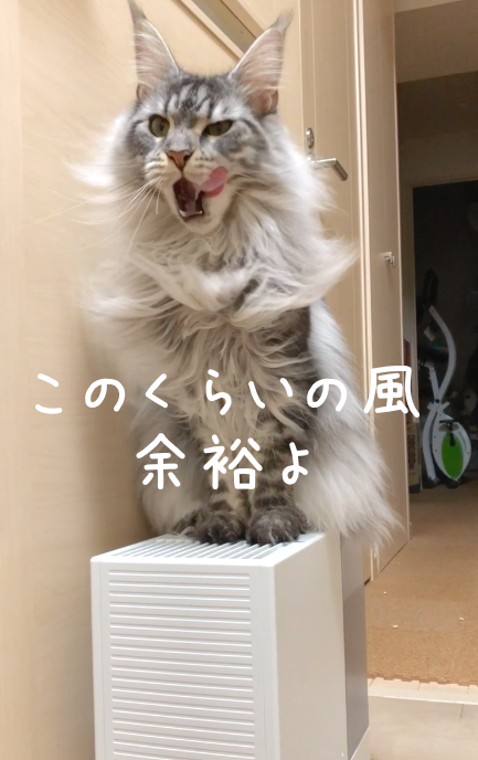 f:id:chikojirou:20181226214740p:plain