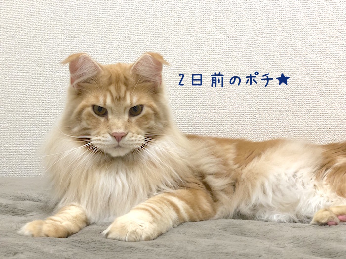 f:id:chikojirou:20181228214310j:plain