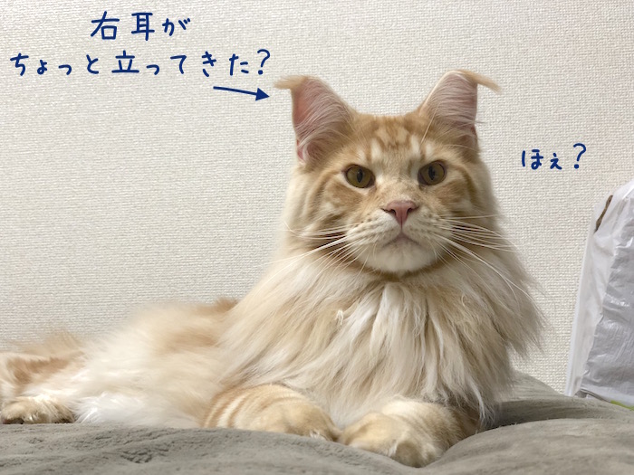f:id:chikojirou:20181228214323j:plain