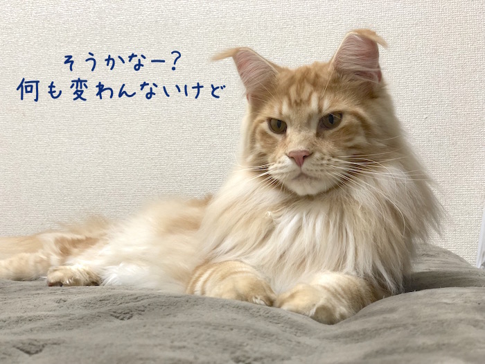 f:id:chikojirou:20181228214338j:plain