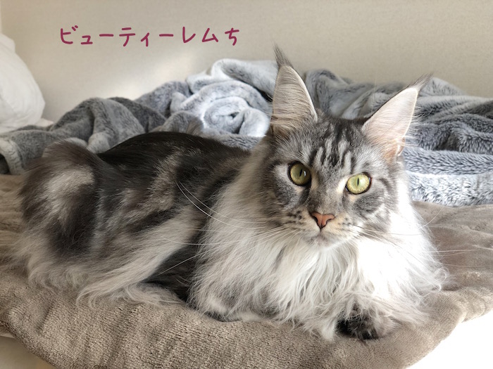 f:id:chikojirou:20181228214356j:plain