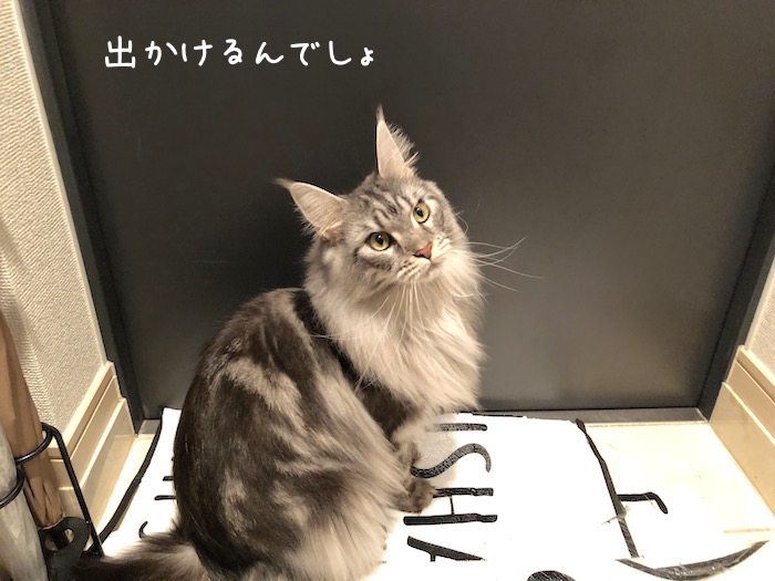 f:id:chikojirou:20181228214408j:plain