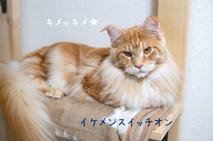 f:id:chikojirou:20181228214435j:plain