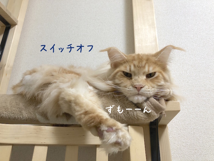 f:id:chikojirou:20181228214446j:plain