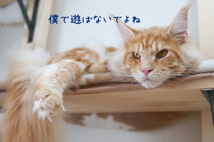 f:id:chikojirou:20190108214012j:plain