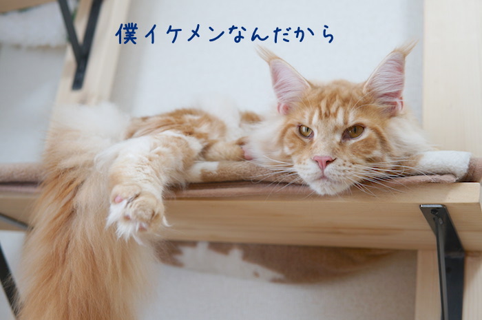f:id:chikojirou:20190108214021j:plain