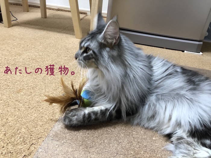 f:id:chikojirou:20190108214041j:plain