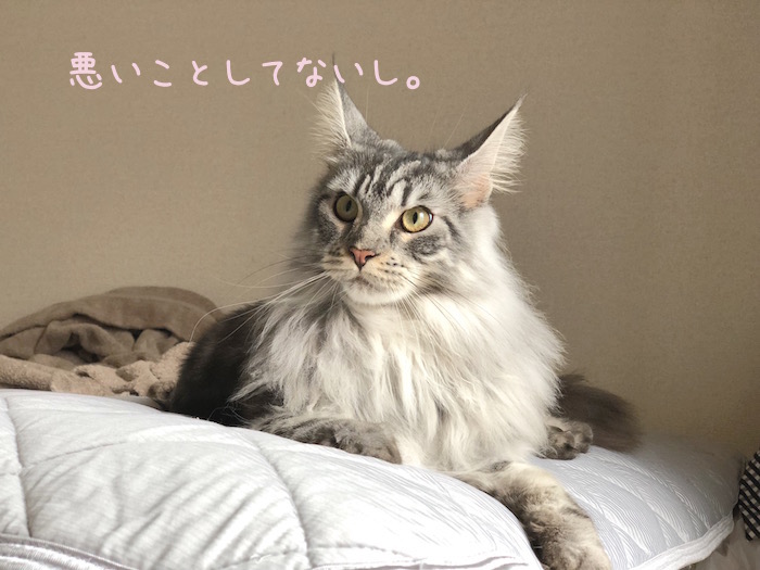 f:id:chikojirou:20190108214229j:plain