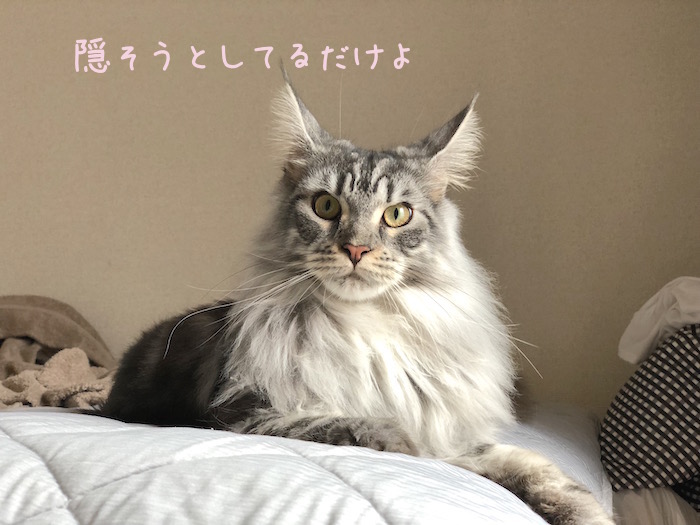 f:id:chikojirou:20190108214242j:plain