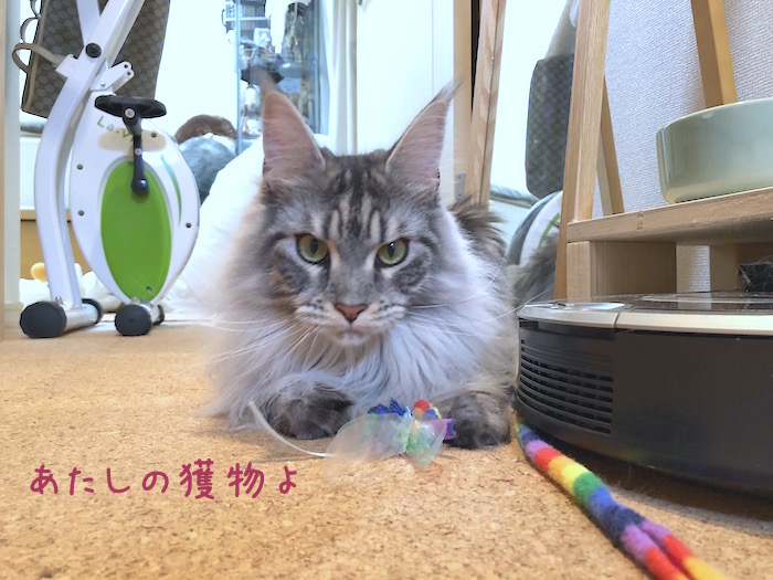f:id:chikojirou:20190114212249j:plain