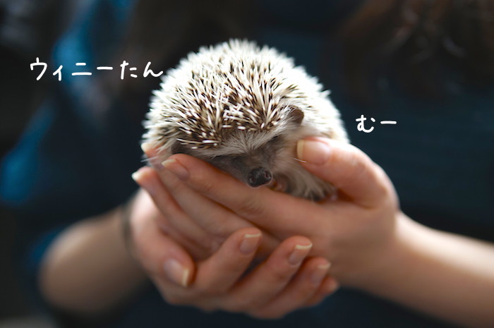 f:id:chikojirou:20190114212652j:plain