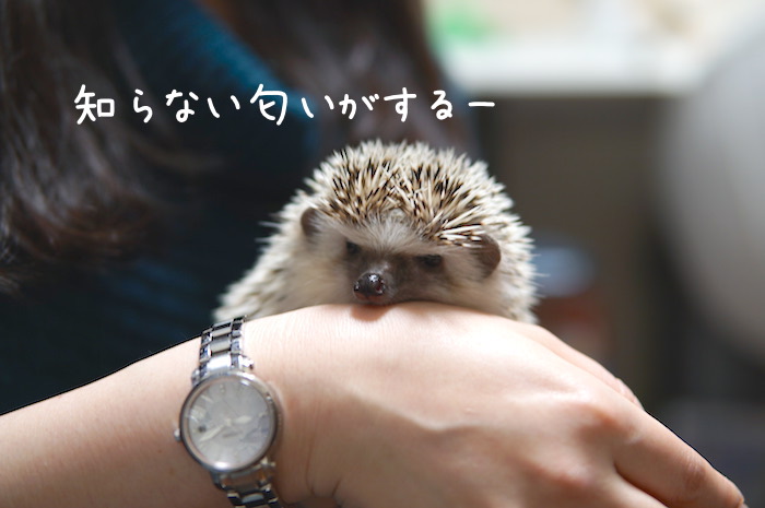 f:id:chikojirou:20190114212704j:plain