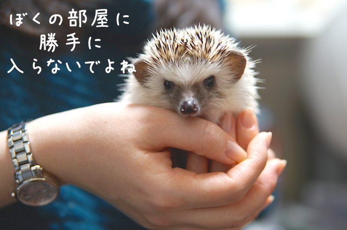 f:id:chikojirou:20190114212716j:plain