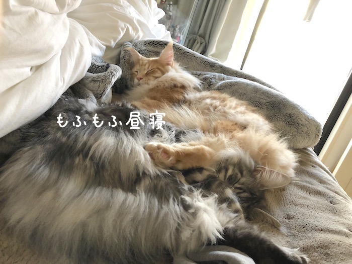 f:id:chikojirou:20190117214440j:plain
