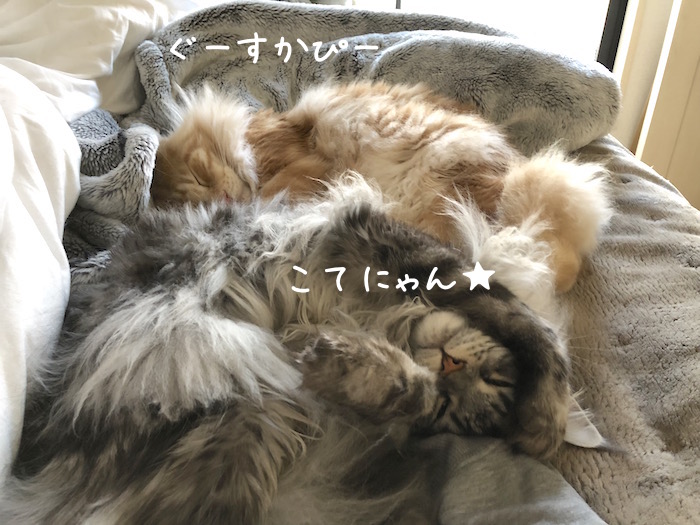 f:id:chikojirou:20190117214507j:plain