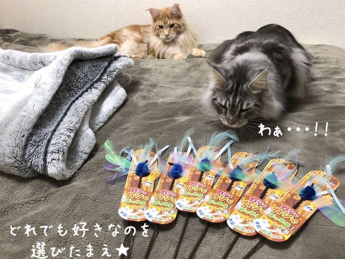 f:id:chikojirou:20190117214557j:plain