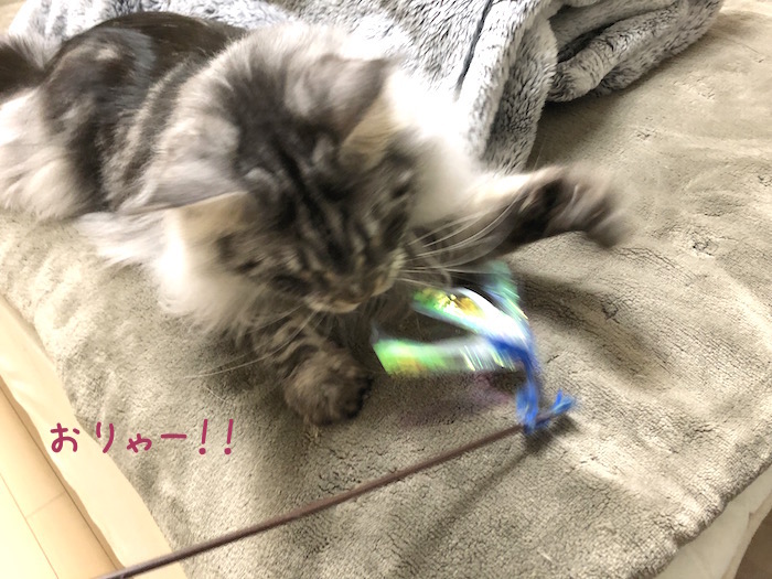f:id:chikojirou:20190117214704j:plain