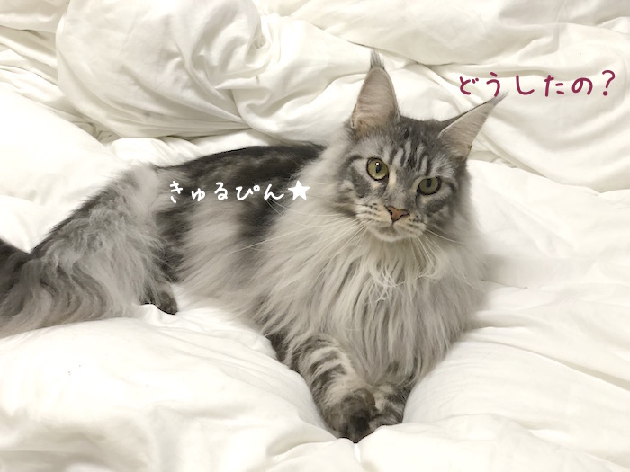 f:id:chikojirou:20190117214725j:plain