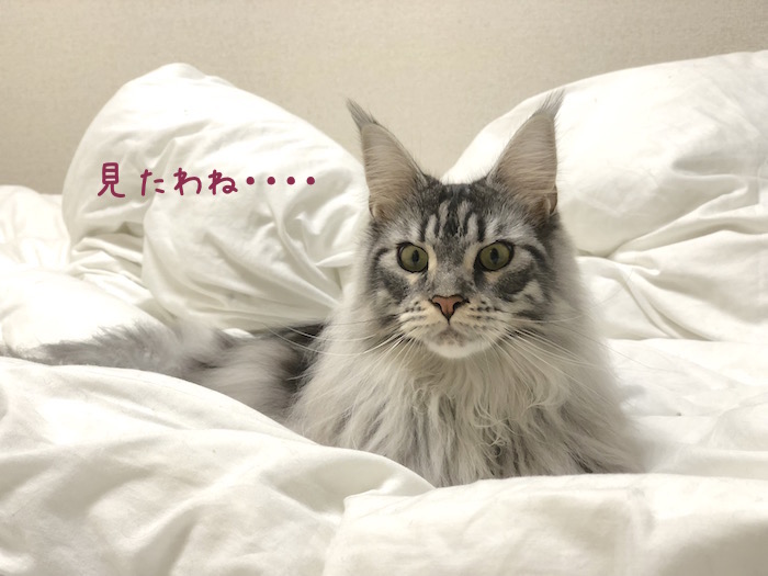 f:id:chikojirou:20190117214739j:plain