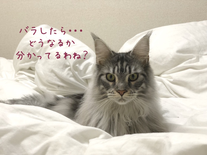 f:id:chikojirou:20190117214753j:plain