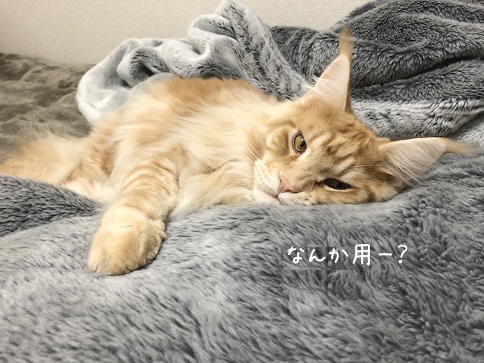 f:id:chikojirou:20190124220353j:plain