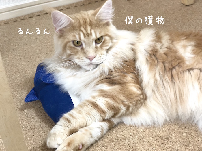 f:id:chikojirou:20190124220404j:plain