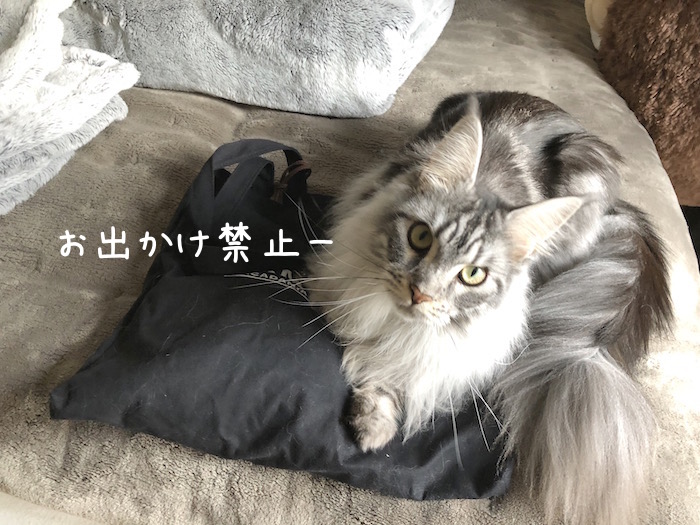 f:id:chikojirou:20190129214951j:plain