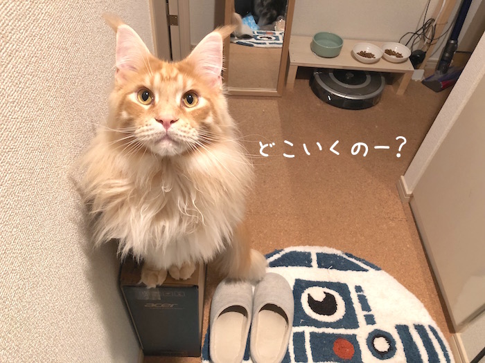 f:id:chikojirou:20190129215002j:plain