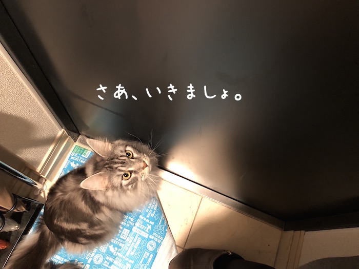 f:id:chikojirou:20190129215015j:plain