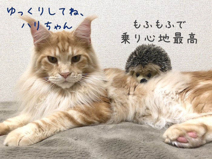 f:id:chikojirou:20190129215155j:plain