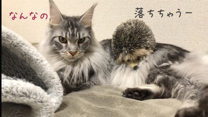 f:id:chikojirou:20190129215207j:plain