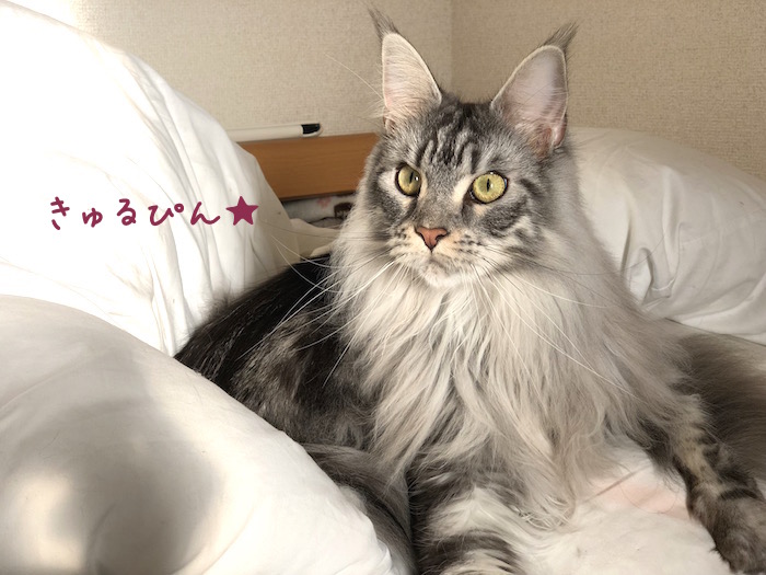 f:id:chikojirou:20190131213726j:plain